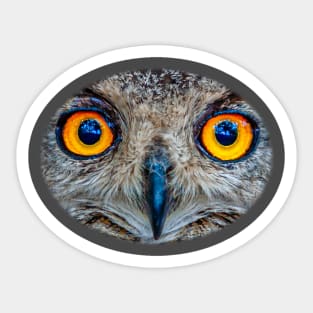 Eyes of an Eagle owl Sticker